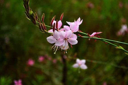 千鳥(niǎo)花