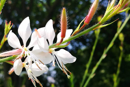 千鳥(niǎo)花