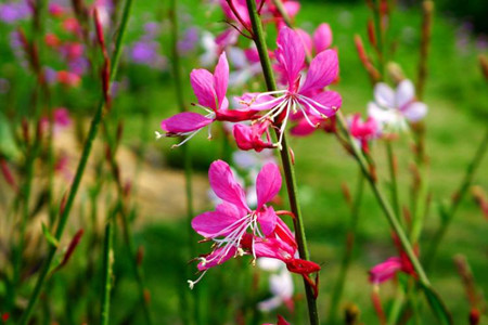 千鳥(niǎo)花