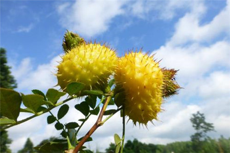 繅絲花