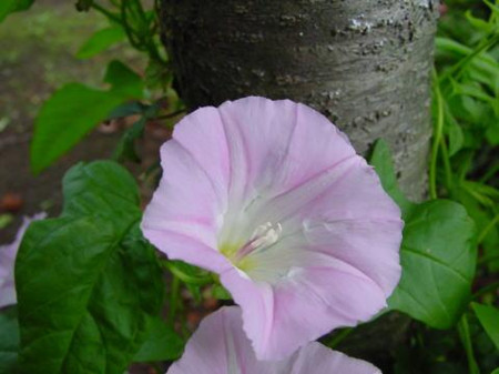 白花銀背藤開花