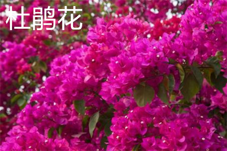 杜鵑花