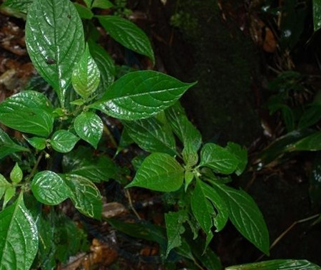 紅絲線植株