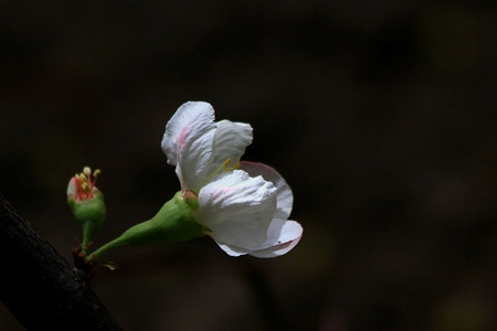 橄欖花