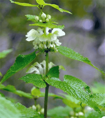 野芝麻植株