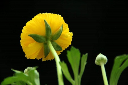 芹葉牡丹植株