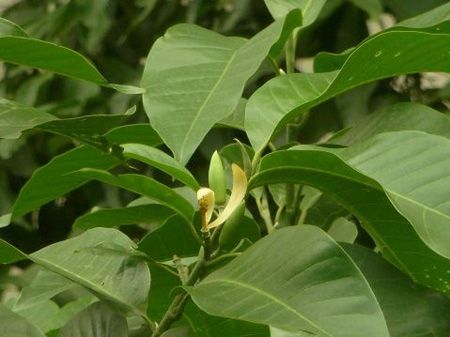 黃桷蘭植株