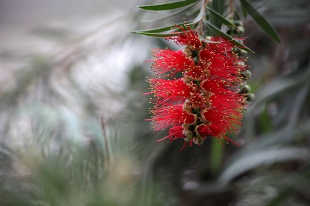 紅千層花朵