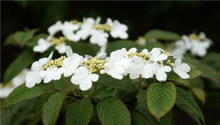 七子花開(kāi)花