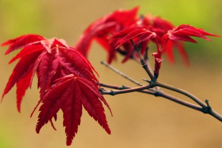 日本紅楓