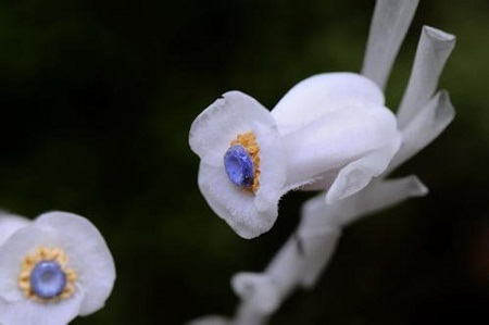 水晶蘭植株