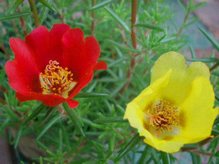 太陽花開花