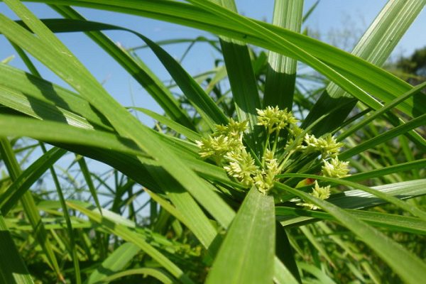 家里養(yǎng)水竹風(fēng)水好嗎？