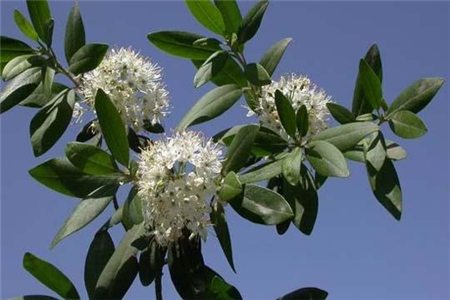 照山白開(kāi)花