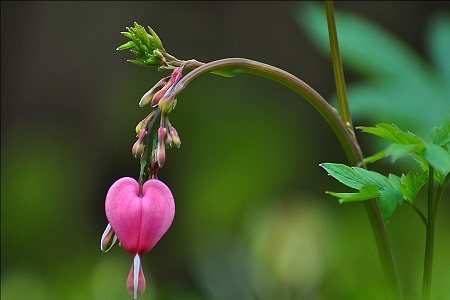 燈籠花