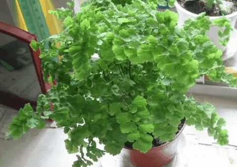 蕨類植物