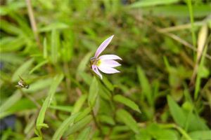 白花蛇舌草的傳說(shuō)