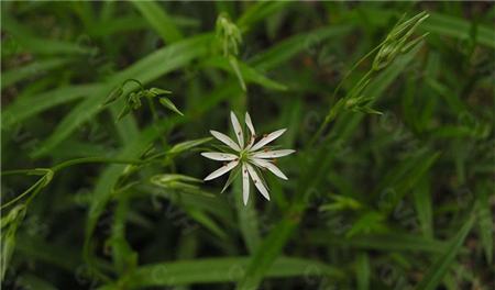 繁縷花語(yǔ)雄辯