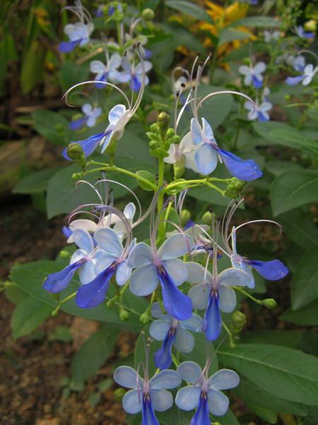 藍(lán)蝴蝶的花語