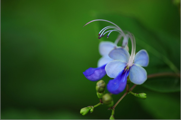 藍(lán)蝴蝶的花語和名稱由來