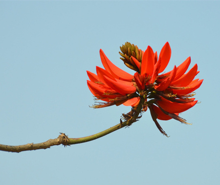 龍牙花有毒嗎