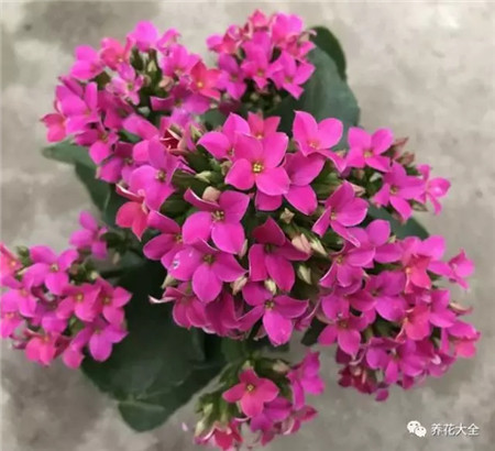 長壽花