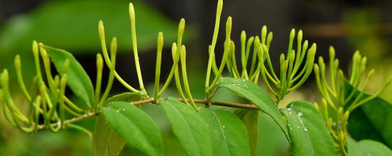 盆栽金銀花的種植方法，時間和種植條件