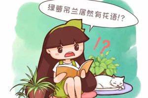 綠蘿吊蘭也有花語？養(yǎng)了大半輩子，你竟然不知道