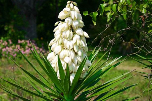 鳳尾蘭的花語(yǔ)及傳說