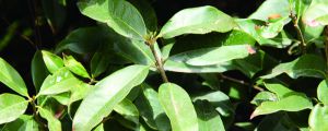 院子里種桂花樹(shù)好嗎，栽在院子什么位置