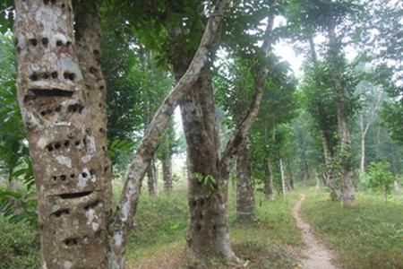 沉香樹(shù)