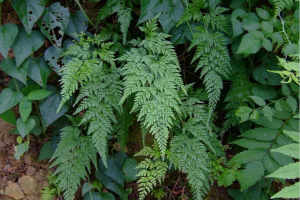 蕨類植物能凈化空氣嗎？