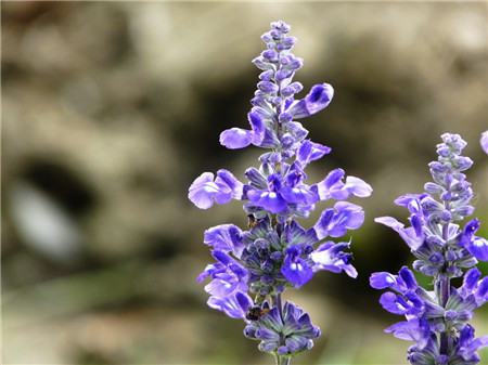 藍(lán)花鼠尾草的功效