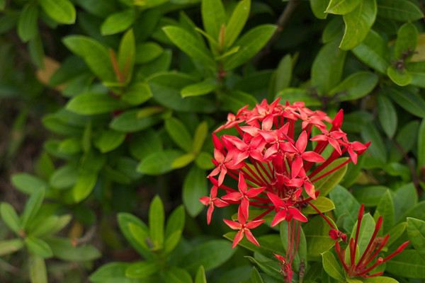 仙丹花的花語(yǔ)和傳說(shuō)