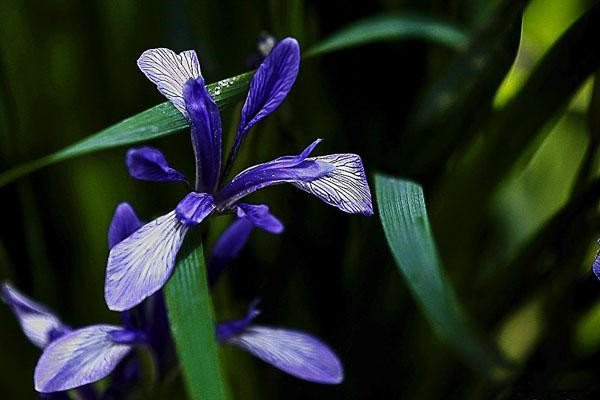 馬藺的花語(yǔ)和傳說