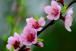 桃花的花語和傳說