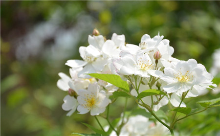 薔薇花的藥用價值