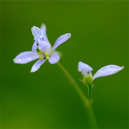 還亮草花語(yǔ)