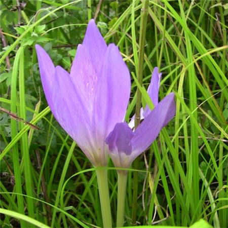 秋水仙花語