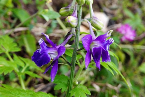 還亮草的花語(yǔ)和傳說