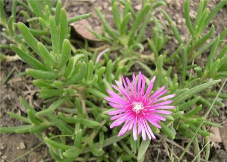 松葉菊的花語——功勛