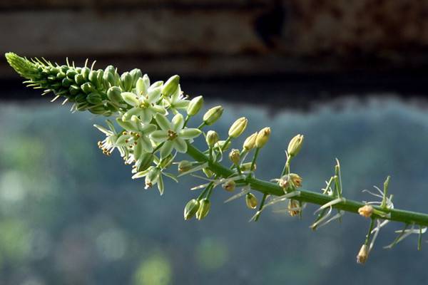 虎眼萬年青的花語和傳說