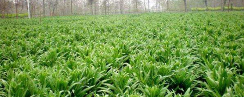 貢菜種植枝術(shù)，貢菜新鮮的長什么樣子