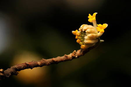 結(jié)香花