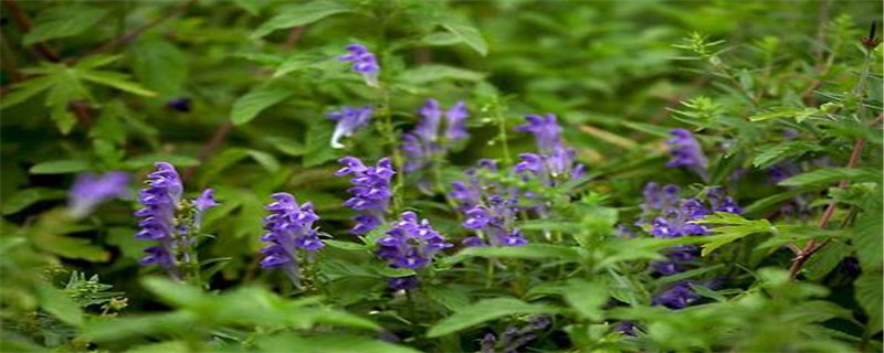 黃芩的種植方法及條件，種植幾年能收獲