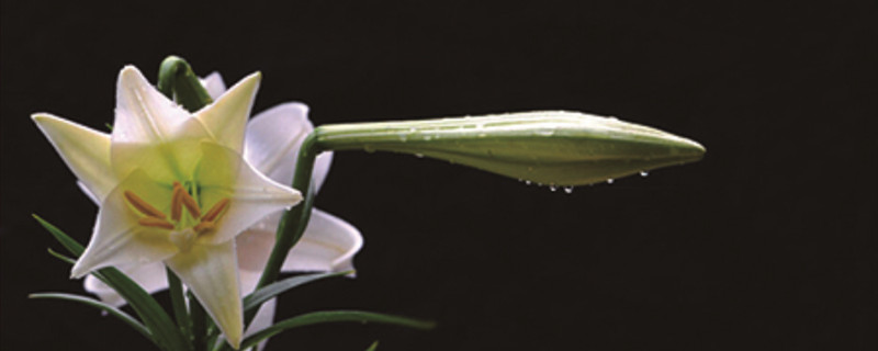 百合種植方法和時間，花后怎么處理