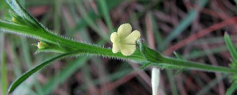 獨(dú)腳金的種植方法、栽培技術(shù)