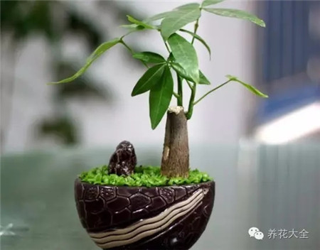 客廳擺放植物，全家喜氣