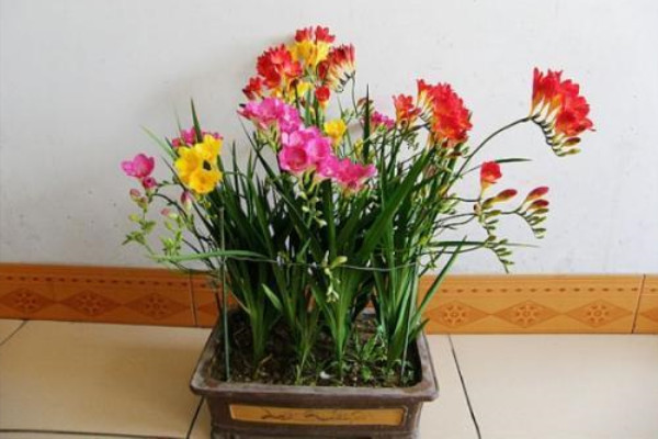 這種“花”芳香四溢，家里有盆“它”，滿屋香噴噴！