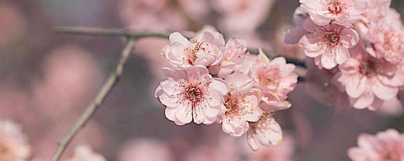 梅花怎么種植和養(yǎng)護(hù)，怎么繁殖